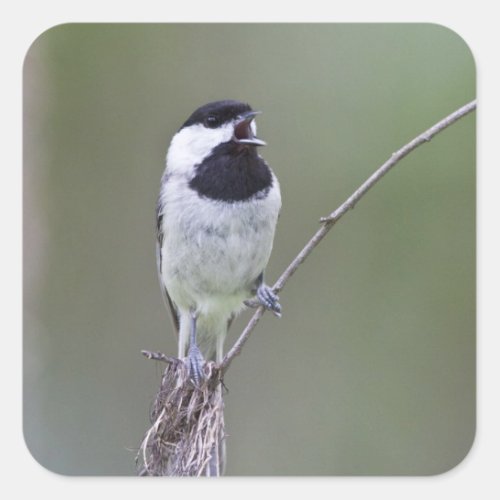 Carolina chickadee singing square sticker