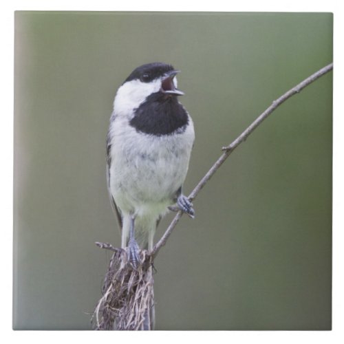 Carolina chickadee singing tile