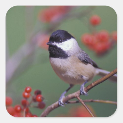 Carolina Chickadee Square Sticker