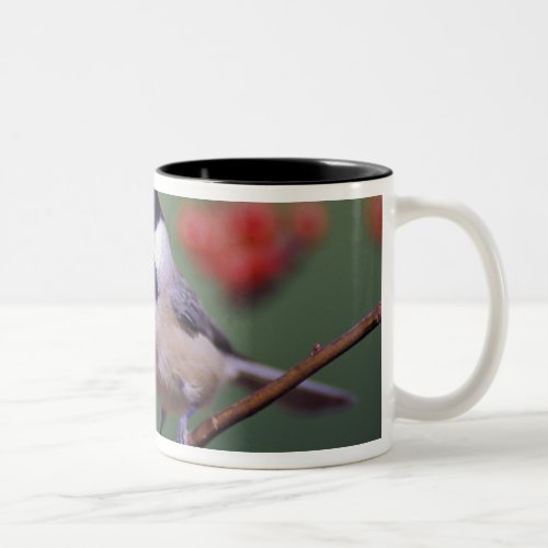 Carolina Chickadee Two_Tone Coffee Mug