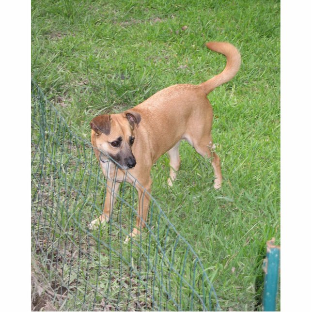 carolina dog full 2 cutout (Front)