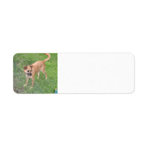 carolina dog full 2.png label