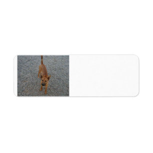 Carolina dog full.png label