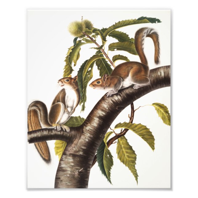 Carolina Grey Squirrel (Sciurus Carolinensis) Photo Print (Front)