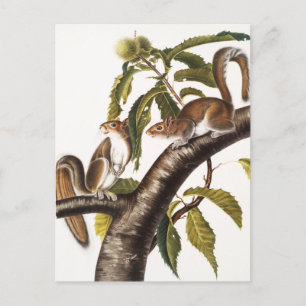 Carolina Grey Squirrel (Sciurus Carolinensis) Postcard