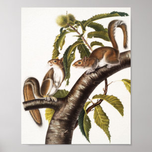 Carolina Grey Squirrel (Sciurus Carolinensis) Poster