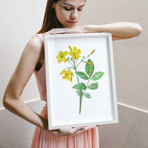 Carolina Jasmine Botanical Art Poster