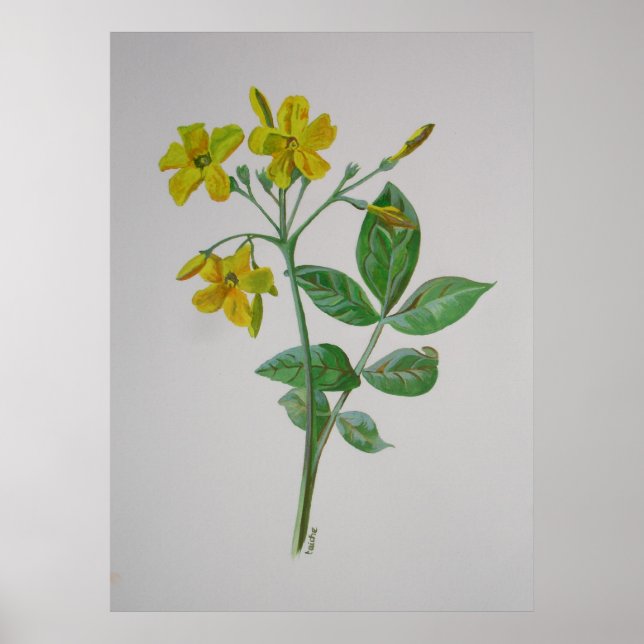 Carolina Jasmine Botanical Art Poster (Front)