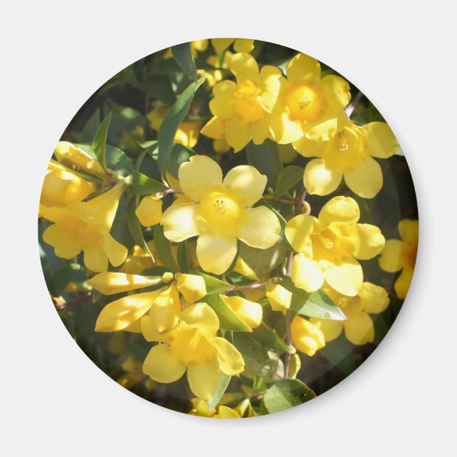 Carolina Jasmine Magnet (Front)