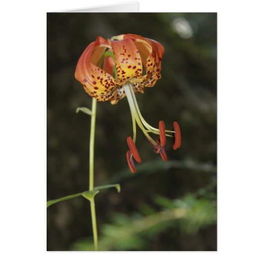 Carolina Lily Cards (Front)