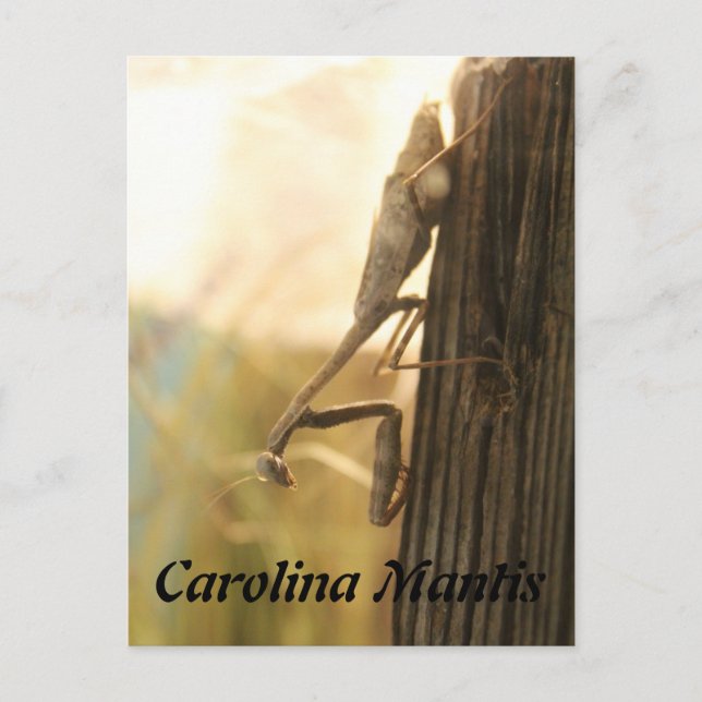 Carolina Mantis Postcard (Front)