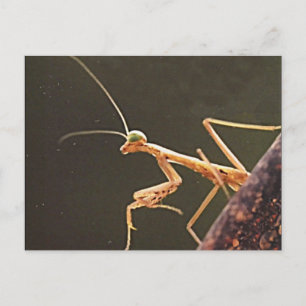Carolina Mantis Postcard