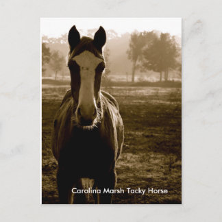 Carolina Marsh Tacky Horse Postcard
