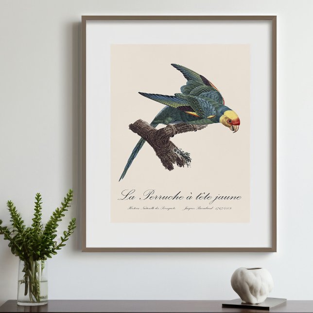Carolina parakeet, Conuropsis carolinensis Photo Print (Carolina parakeet, Conuropsis carolinensis. Photo Print)