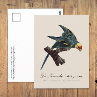 Carolina parakeet, Conuropsis carolinensis Postcard