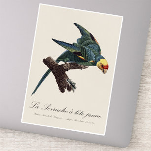 Carolina parakeet, Conuropsis carolinensis Sticker
