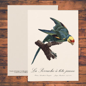 Carolina parakeet, Conuropsis carolinensis Thank You Card