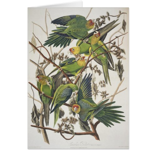 Carolina Parakeet from Birds of America 1829