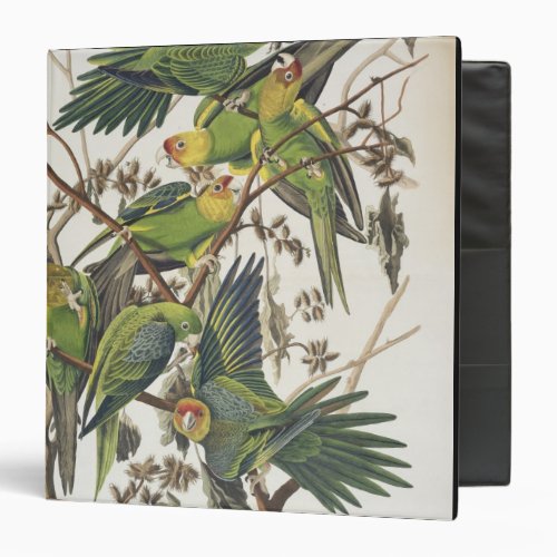 Carolina Parakeet from Birds of America 1829 3 Ring Binder