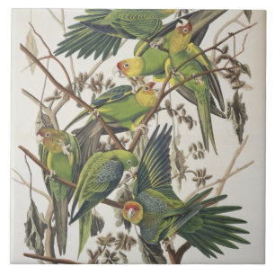 Carolina Parakeet, from 'Birds of America', 1829 Ceramic Tile