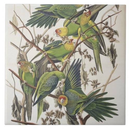 Carolina Parakeet from Birds of America 1829 Ceramic Tile
