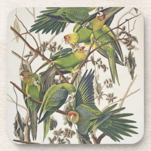 Carolina Parakeet from Birds of America 1829 Coaster