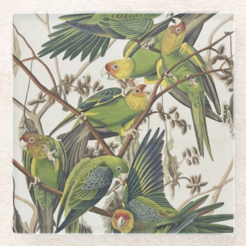 Carolina Parakeet from Birds of America 1829 Glass Coaster