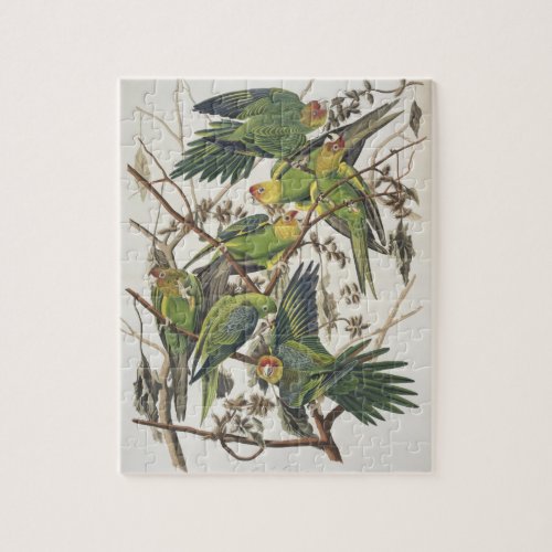 Carolina Parakeet from Birds of America 1829 Jigsaw Puzzle