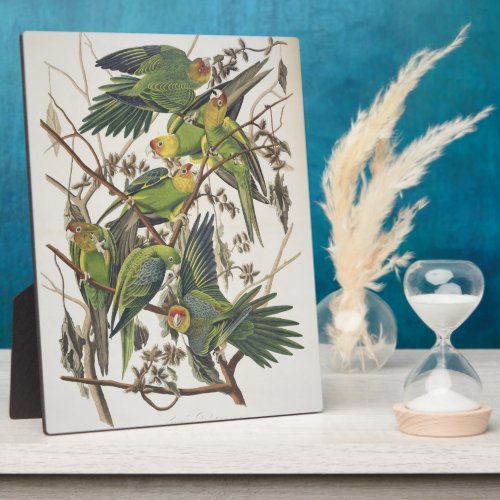 Carolina Parakeet from Birds of America 1829 Plaque