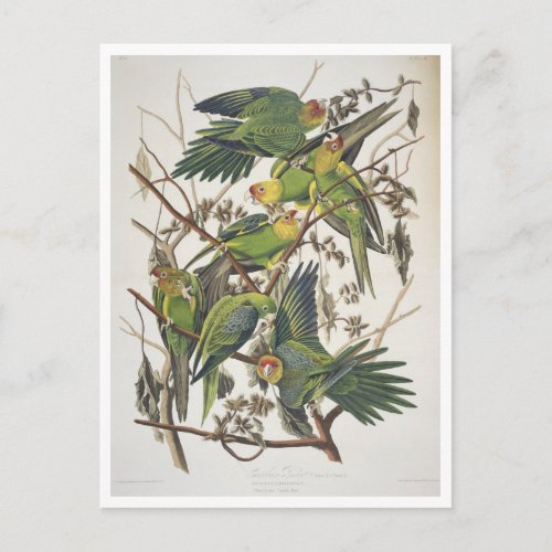 Carolina Parakeet from Birds of America 1829 Postcard