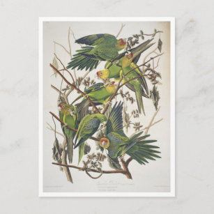 Carolina Parakeet, from 'Birds of America', 1829 Postcard