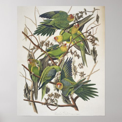Carolina Parakeet from Birds of America 1829 Poster
