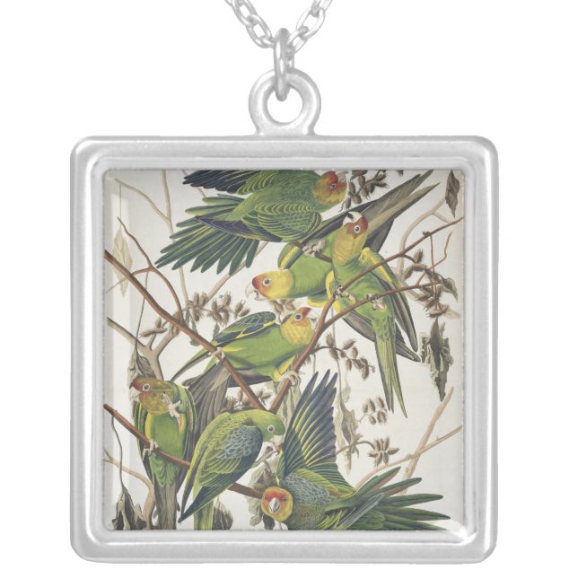 Carolina Parakeet, from 'Birds of America', 1829 Silver Plated Necklace (Front)