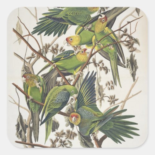 Carolina Parakeet from Birds of America 1829 Square Sticker