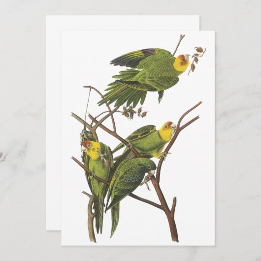 Carolina Parakeet, John Audubon (Front/Back)