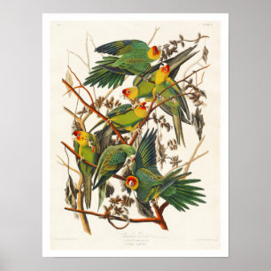 Carolina Parrot by Audubon Poster