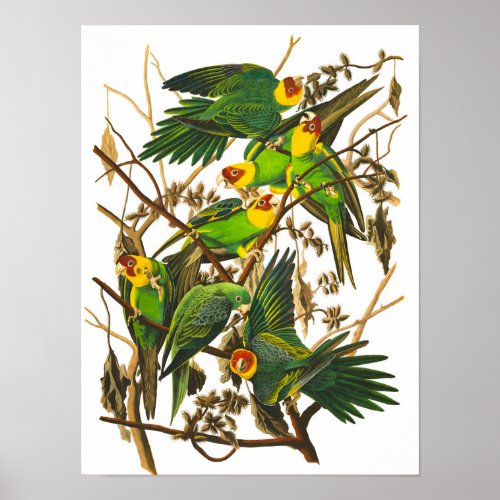 Carolina Parrot by John James Audubon Poster