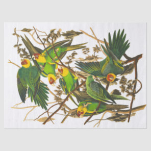 Carolina Parrot by John James Audubon Tissue Paper