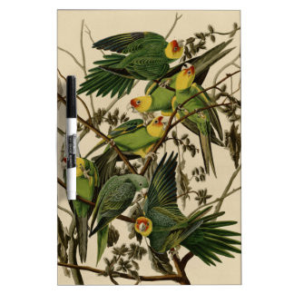 Carolina Parrot Office Products Supplies Zazzle Carolina Parrot Dry Erase Board