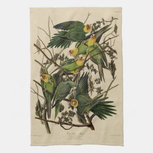Carolina Parrot from Audubon's Birds of America Kitchen Towel
