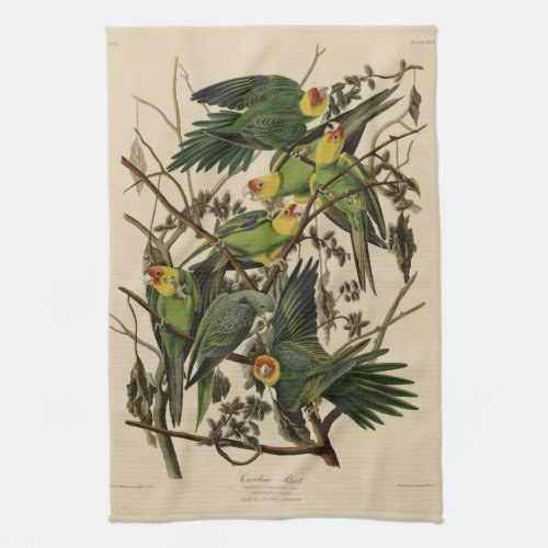 Carolina Parrot from Audubons Birds of America Kitchen Towel