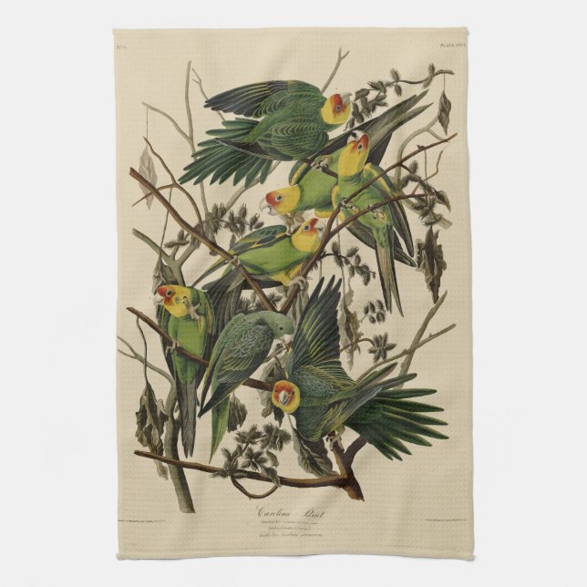Carolina Parrot from Audubon's Birds of America Kitchen Towel (Vertical)