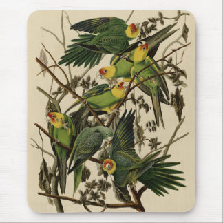 Carolina Parrot from Audubon's Birds of America Mouse Pad