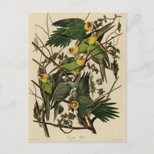 Carolina Parrot from Audubons Birds of America Postcard