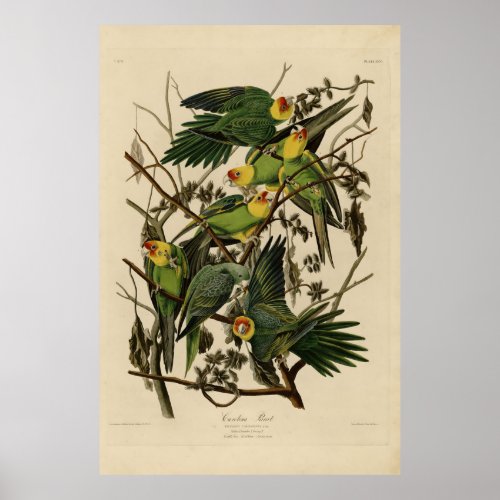 Carolina Parrot from Audubons Birds of America Poster