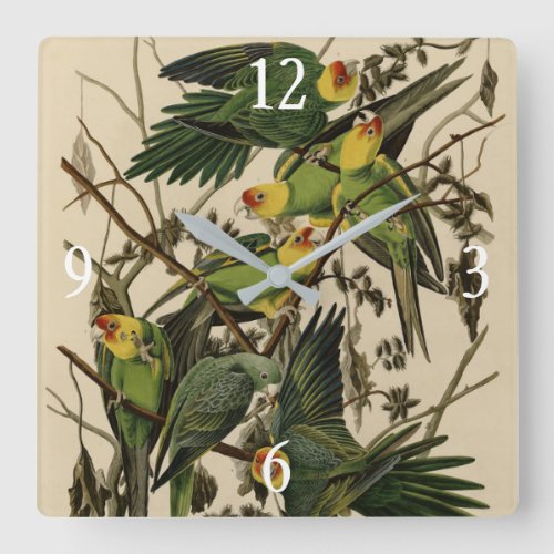 Carolina Parrot from Audubons Birds of America Square Wall Clock