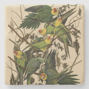 Carolina Parrot from Audubon's Birds of America Stone Coaster