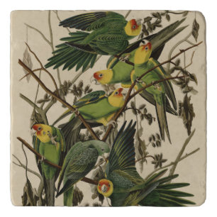 Carolina Parrot from Audubon's Birds of America Trivet