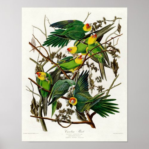 Carolina Parrot gift for parrot lover Poster