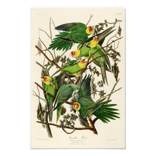 Carolina Parrot John Audubon Birds of Ameria Photo Print